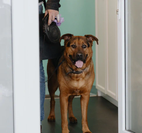 A large brown dog with a dark snout stands indoors near an open door, looking forward with its tongue out. A person beside the dog holds a leash and dog waste bag.