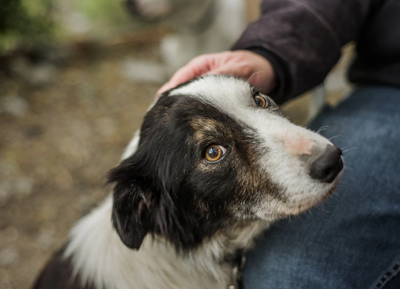 A black and white dog looks up with gentle eyes while a person pets its head, creating a calm and affectionate moment.