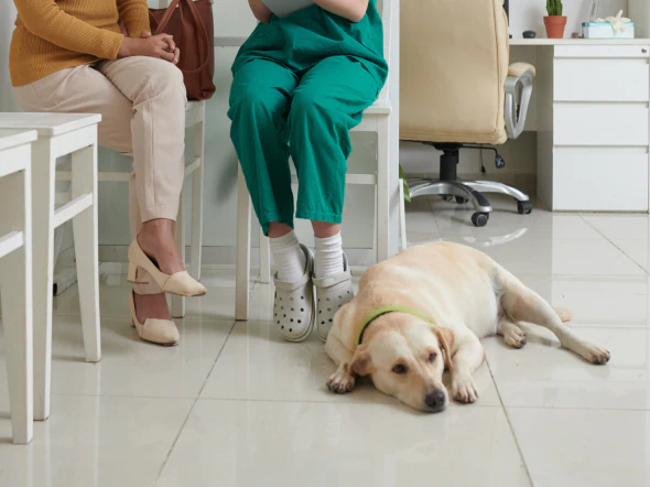 A golden Labrador dog lies on the floor next to a seated woman and a person in green scrubs, likely in a veterinary clinic waiting area. White chairs and office furniture are visible in the background.