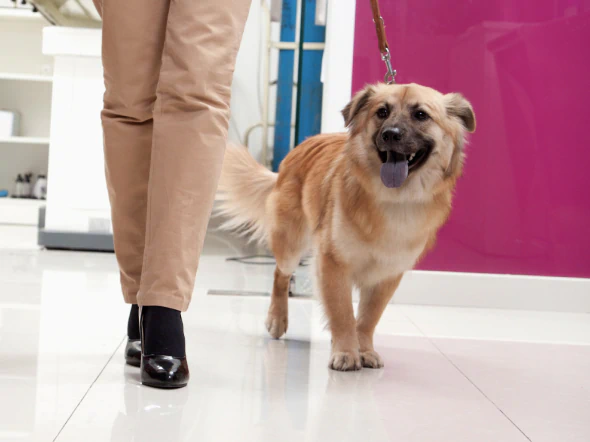 A tan, medium-sized dog on a leash walks beside a person wearing beige pants and black shoes indoors, near a pink wall. The dog looks happy with its mouth open and tongue out.