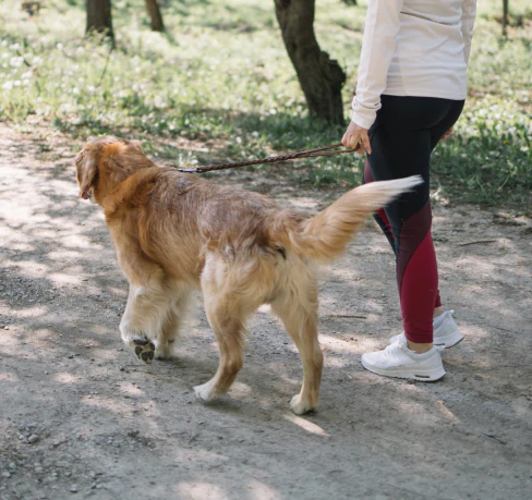 A person wearing a white top, black and red leggings, and white sneakers walks a golden retriever on a leash along a shaded dirt path in a park.