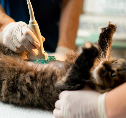A veterinarian wearing gloves uses an ultrasound device on the belly of a fluffy brown cat lying on its back during a medical examination.