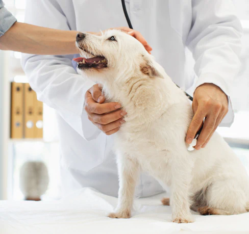 A small white dog sits on an exam table while a veterinarian in a white coat gently examines it and another person pets the dog’s head. The dog looks happy and is panting with its mouth open.