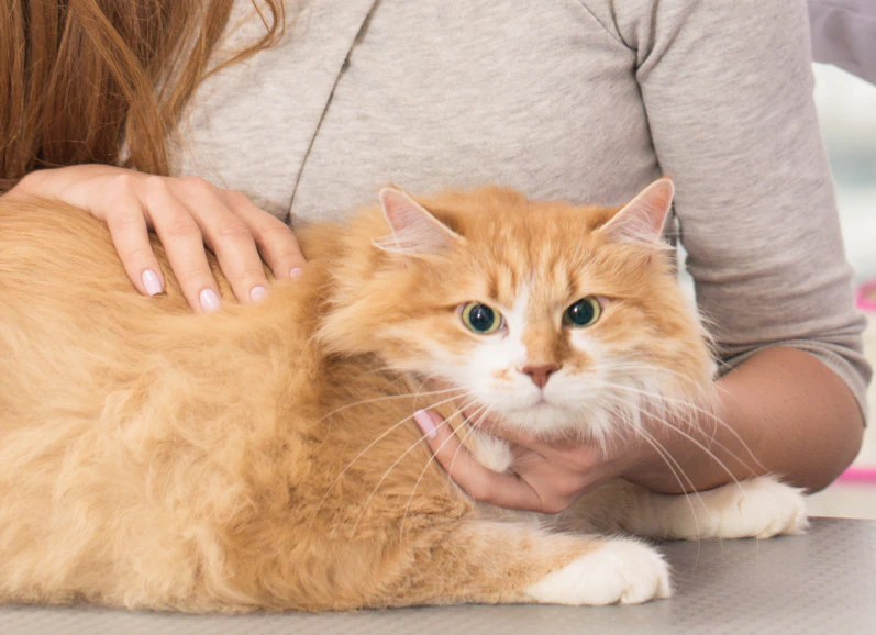 A fluffy orange and white cat with green eyes is being gently held by a person wearing a light gray shirt, who is partially visible in the background.