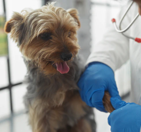 A small brown and gray dog is being examined by a veterinarian wearing blue gloves and a white coat. The vet is holding the dogs paw, and the dog looks relaxed with its tongue out.