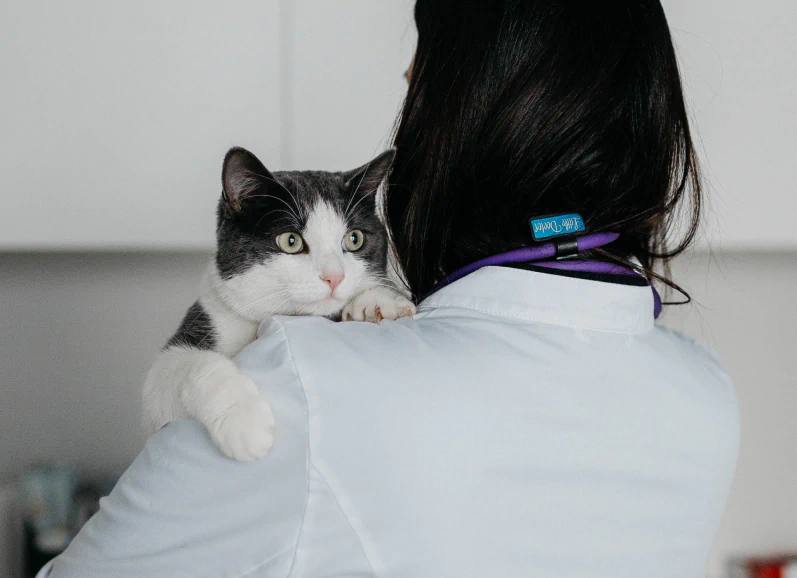 A black and white cat is being held on the shoulder of a person wearing a white coat and a stethoscope, likely a veterinarian, in a clinical setting.