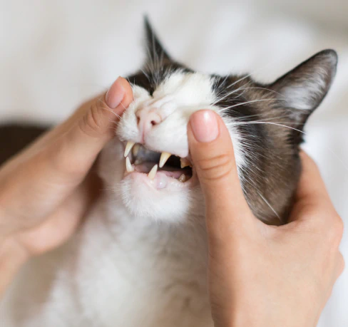 A person gently holds a cats face and opens its mouth, revealing the cats sharp teeth. The cat has black and white fur and appears to be calm.