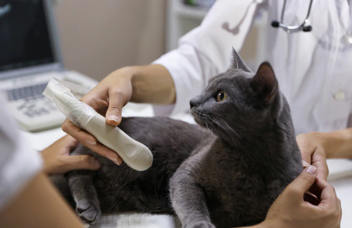 A gray cat lies on an exam table while a veterinarian in a white coat holds an ultrasound probe near its abdomen, preparing for a medical examination.