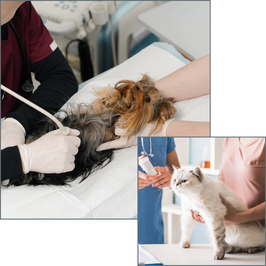 A small dog receives an ultrasound from a veterinarian, while in a separate scene, a cat is being held by a veterinary assistant as a vet prepares a syringe nearby.