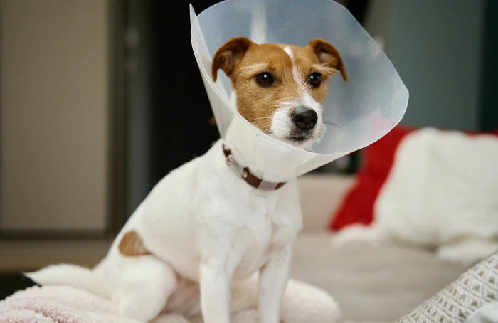 A small brown and white dog wearing a plastic cone collar sits on a light-colored couch, looking forward. The background includes a red pillow and a blanket.