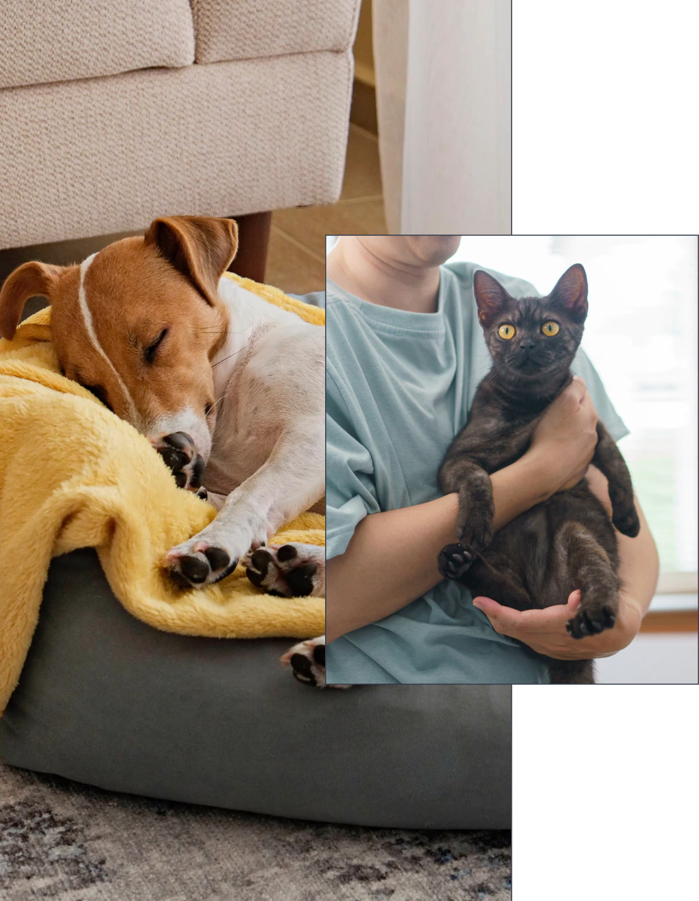 A brown and white dog sleeps on a yellow blanket in a pet bed, while a person wearing a blue shirt holds a black cat with yellow eyes in their arms.