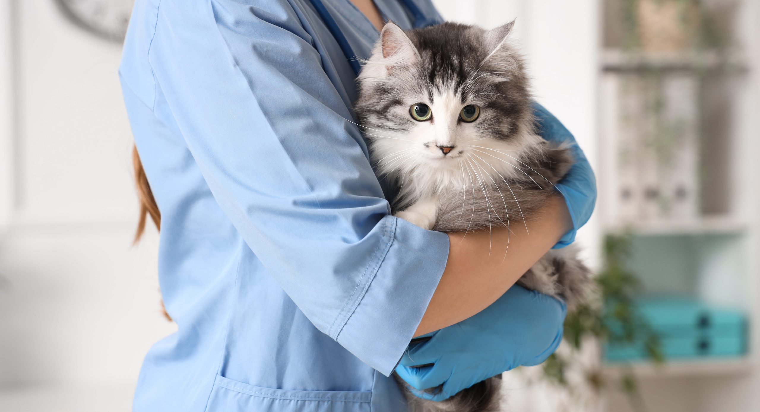 A person in blue scrubs and gloves gently holds a fluffy gray and white cat in their arms, likely in a veterinary clinic setting. The cat looks directly at the camera.