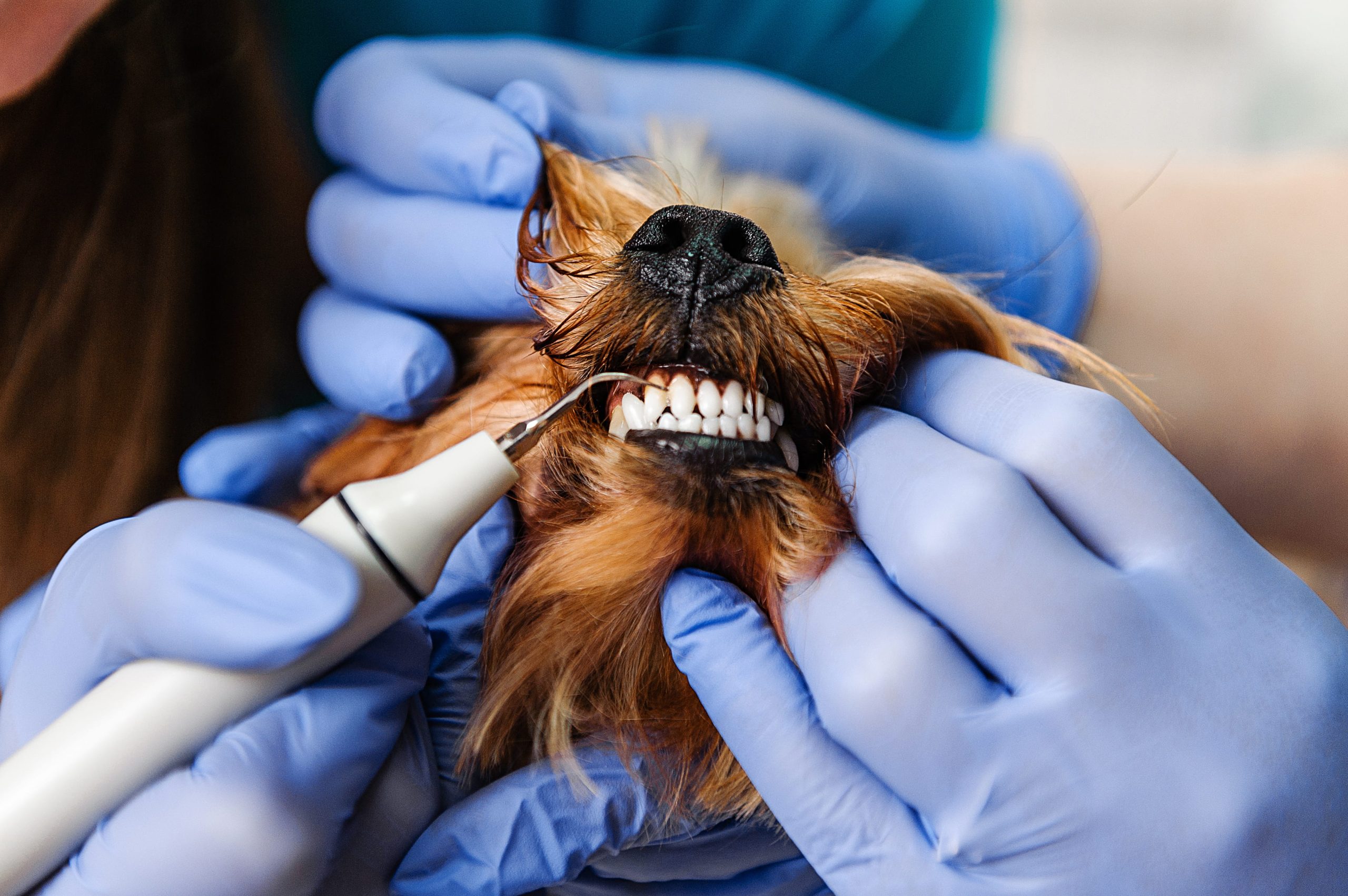 A small dog is having its teeth cleaned by a person wearing blue gloves, who is using a dental tool to clean the dogs teeth while gently holding its mouth open.