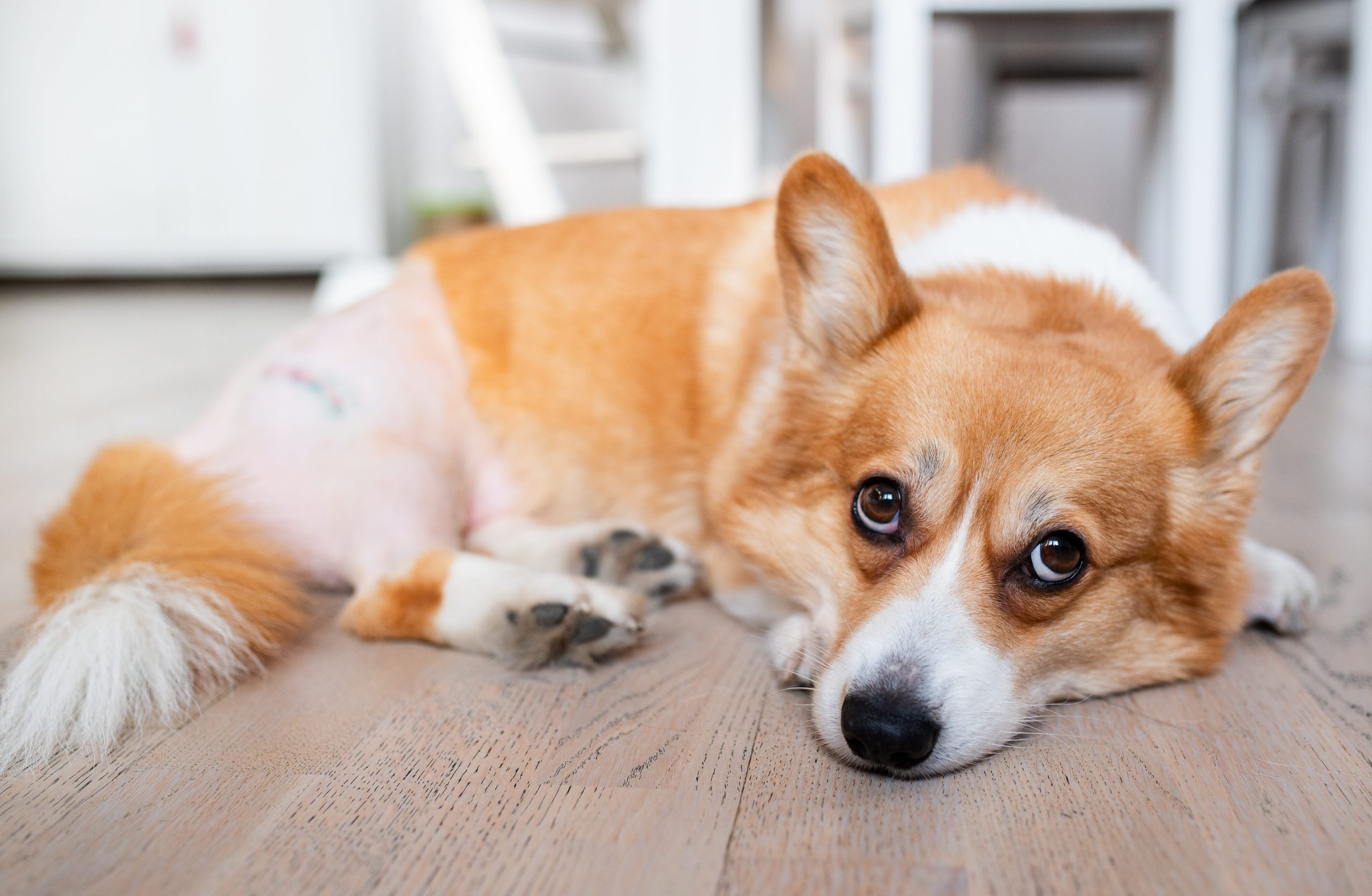A brown and white corgi with big, sad eyes lies on a wooden floor indoors, resting its head on the ground and looking up at the camera.