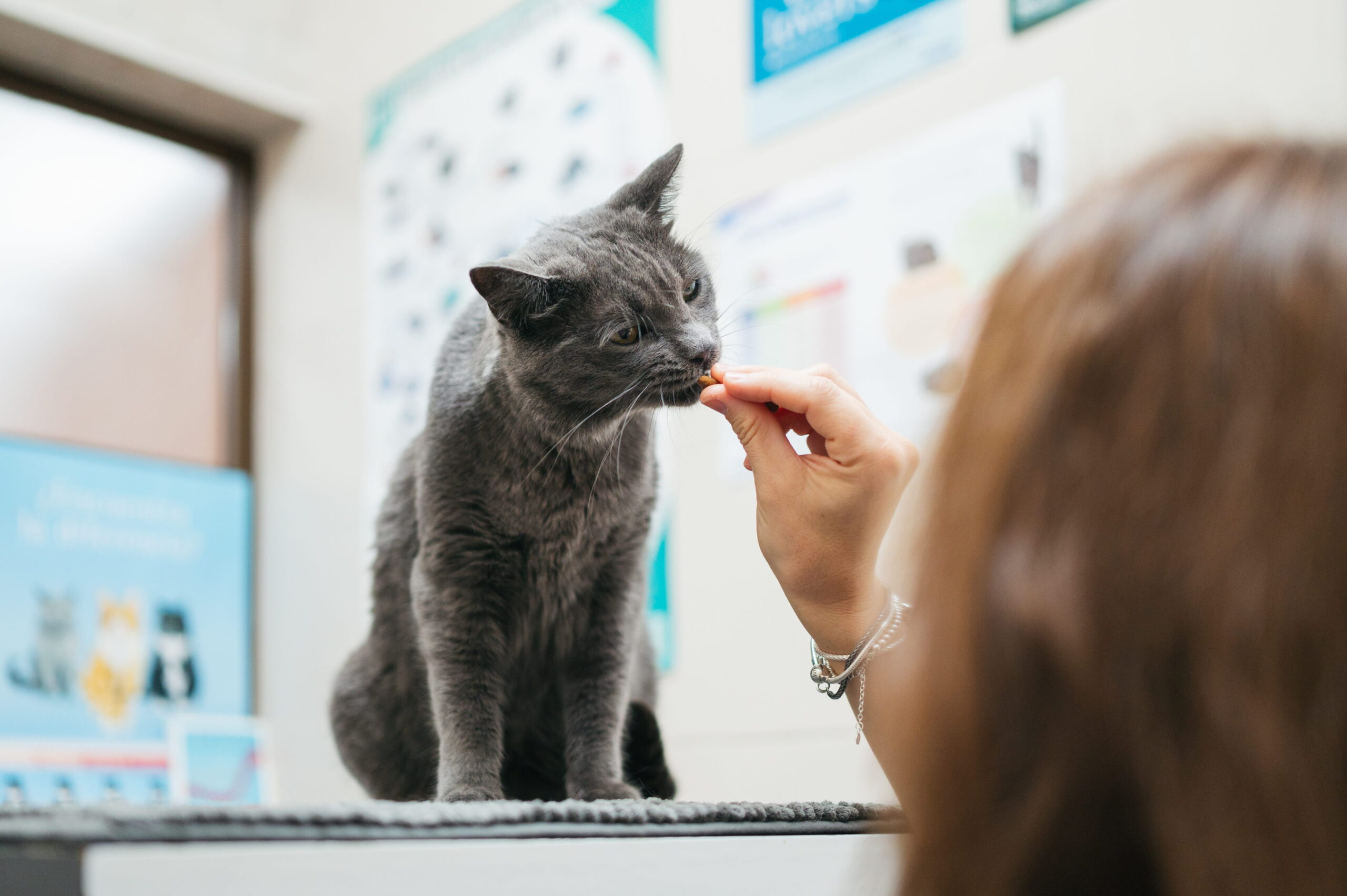 Cat spay vet in San Antonio, TX