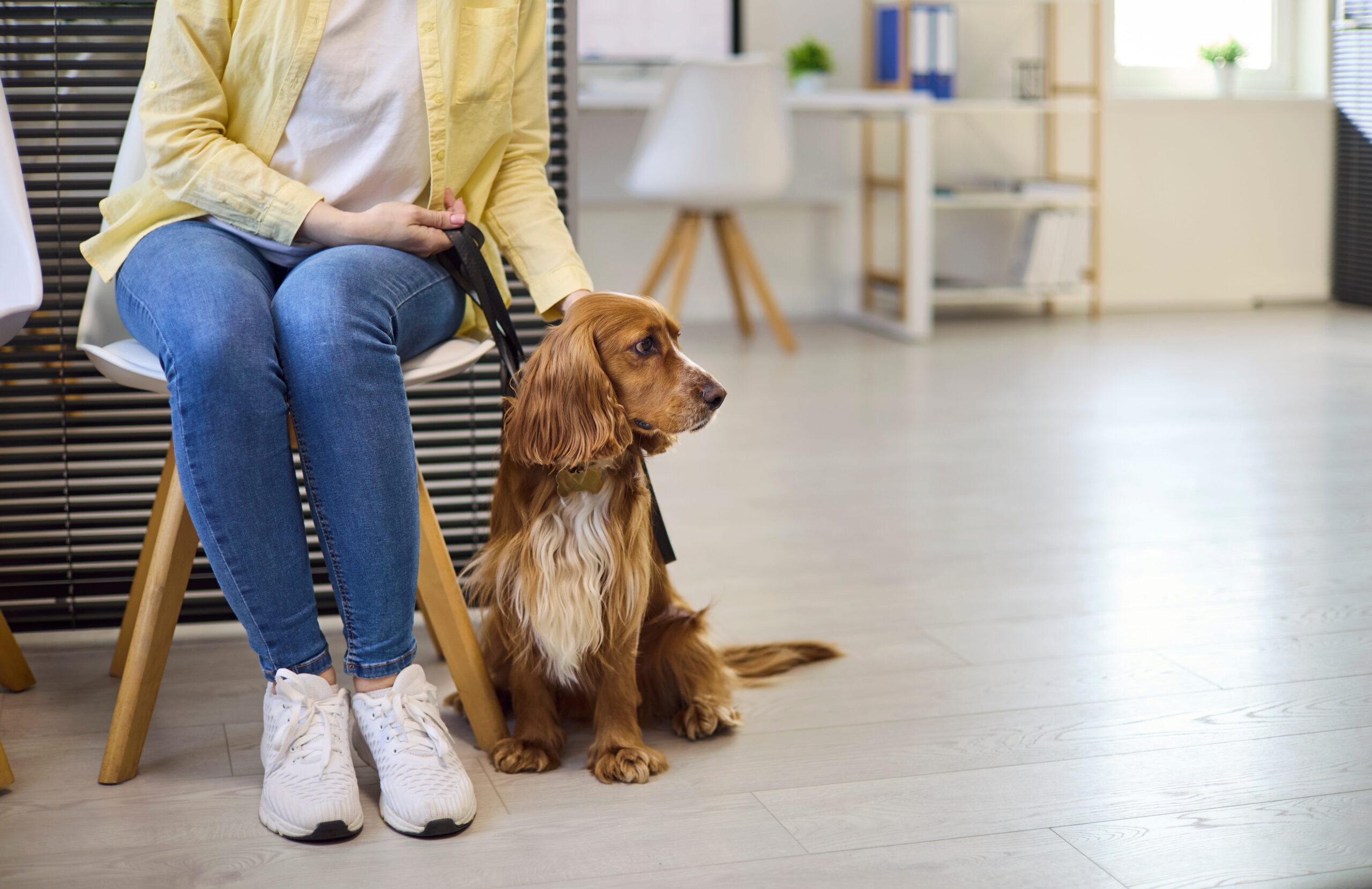Pet neuter appointment in San Antonio, TX