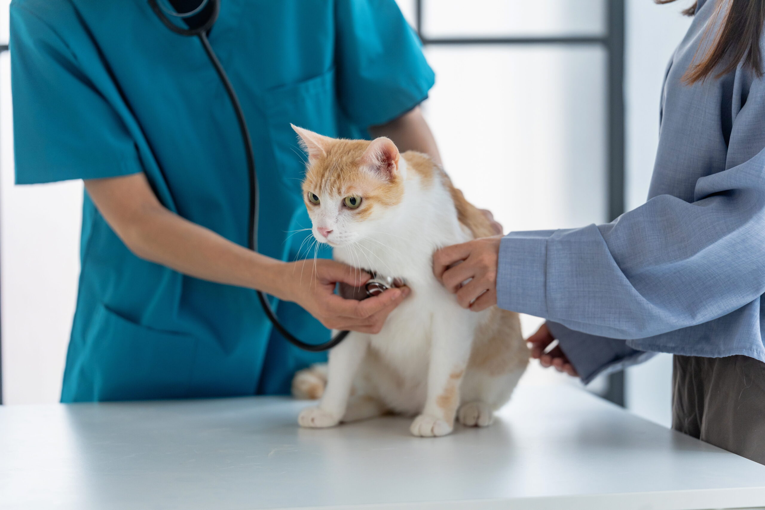 Vet mass removal appointment in San Antonio, TX