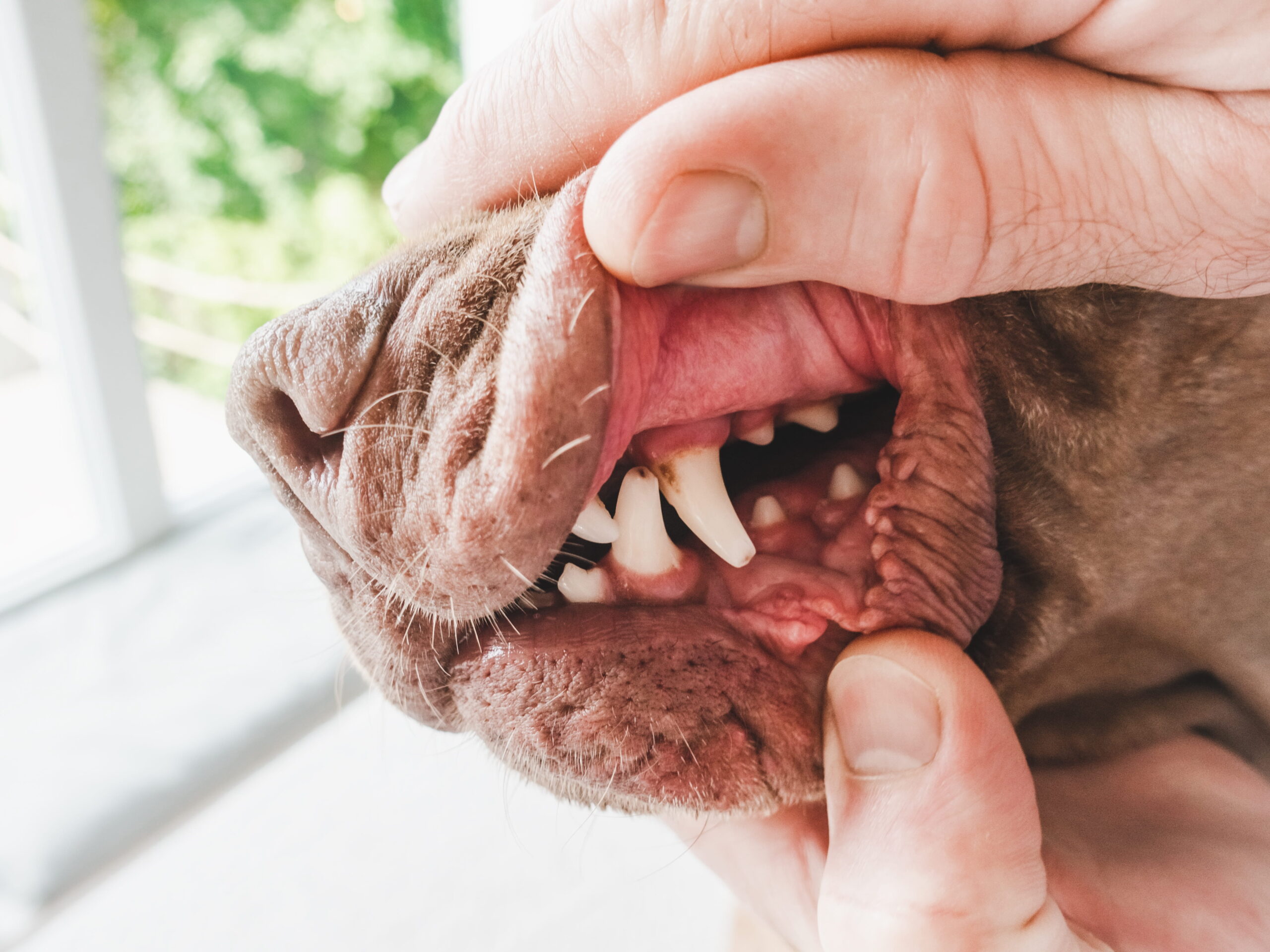 AdobeStock_2178571667 Pet oral health exam in San Antonio, TX